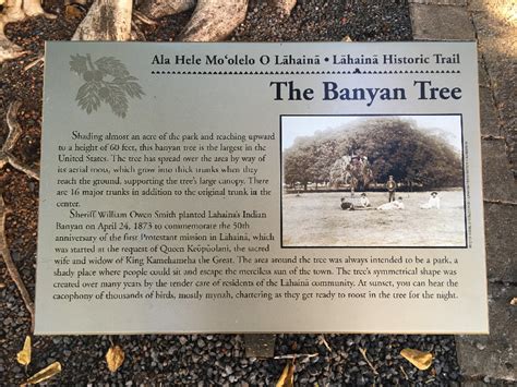 lahaina banyan tree history - Leeanne Guillen