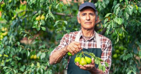 6,700+ Pear Tree Harvesting Stock Photos, Pictures & Royalty-Free Images - iStock