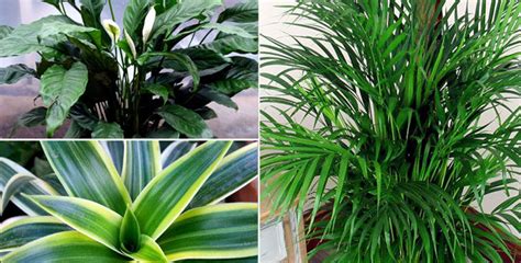 8 Best Air purifier houseplants | Beast air purifying indoor plants ...