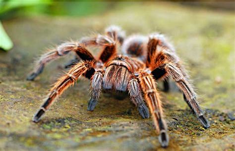 Spiders | Habitat + Diet + Behavior + Facts | - Science4Fun