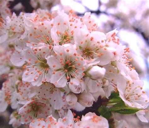 Ornamental pear tree blossoms | Pandora Street, Victoria BC | Flickr