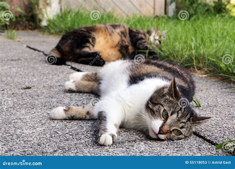 Two sleeping cats stock image. Image of outdoors, cats - 55118053