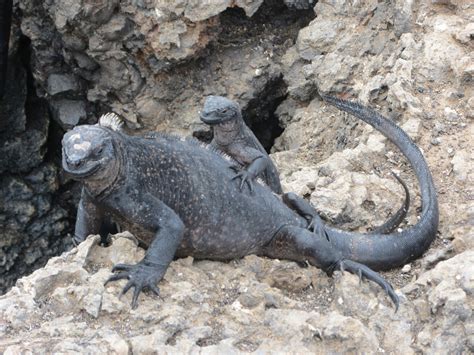 y-es travel chapter: Marine iguanas