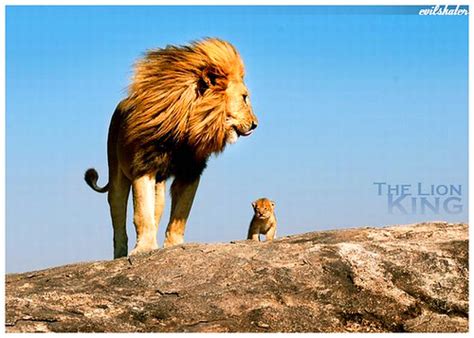 The Lion King | foto não é minha (claro) mas a edição sim! | JP Confessor | Flickr