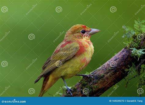 Summer Tanager Juvenile 839984 Stock Image - Image of covered, family: 169339275