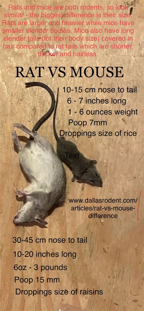 How to tell difference between Rats & Mice | Rat vs Mouse Pictures, Size, Poop, Behavior ...