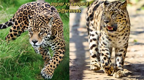 Jaguar Vs Leopard Differences and Facts: Untangle the Mysteries - YouTube