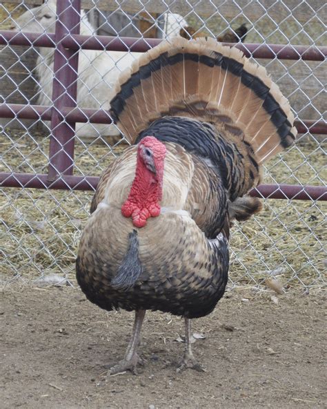 PrairieRidge's album “6 Sweetgrass Turkey eggs” — Photo 1 of 10 | Pet turkey, Poultry farm ...