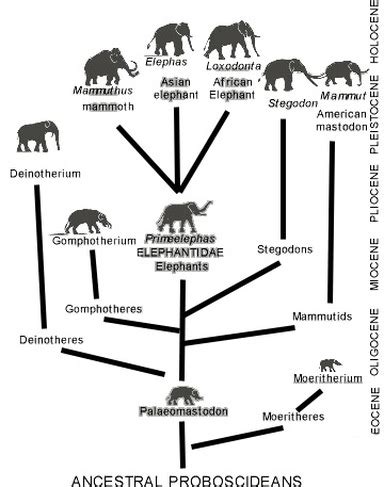 Evolutionary History and Family Lineage - The Evolution Project