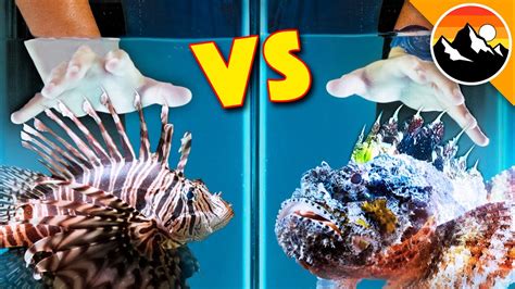 STUNG Twice - Scorpion Fish vs Lionfish! - YouTube