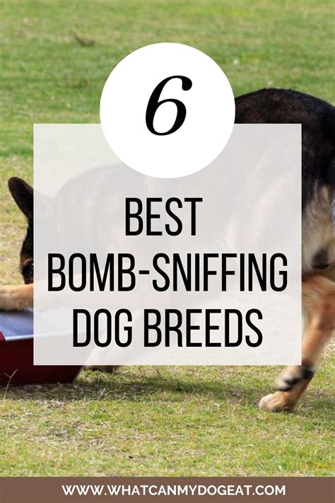 Bomb Sniffing Dog Breeds