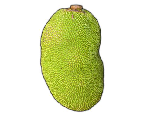 FRUITS - JACKFRUIT, Learn about Jackfruit, Jackfruit Lessons, Jackfruit Printables, Jackfruit ...