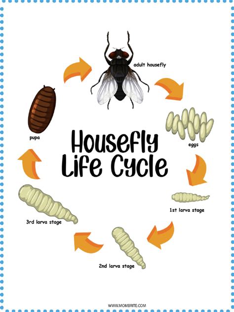 Life Cycle of Fly Worksheets | PDF