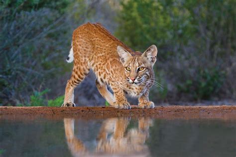 Wild Thing: Bobcats Adapting to Urban Areas|January-February 2020| TPW ...