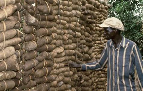 Yam Produce: Benue Farmers, Traders Seek Improved Value • Channels ...