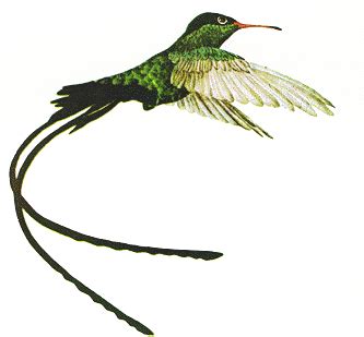 The Jamaica Hummingbird - Aka, Doctor Bird - The National Bird of Jamaica!