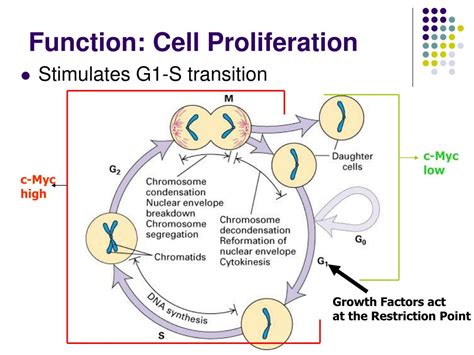 PPT - c-Myc A Biological Paradox PowerPoint Presentation, free download ...