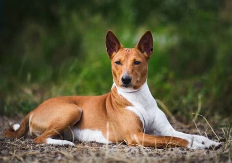 Basenji Dog - A-Z Animals