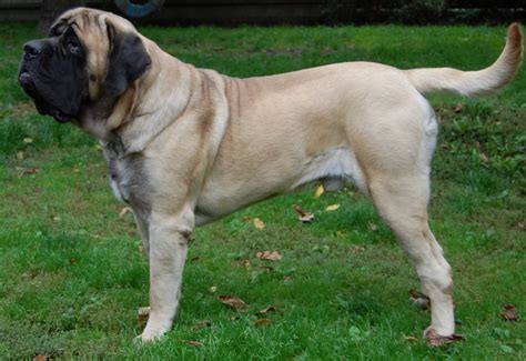 English Mastiff: Facts, Dog breed information and care tips - Dogslife. Dog Breeds Magazine