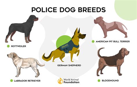 14 Popular Police Dog Breeds That Help Law Enforcement