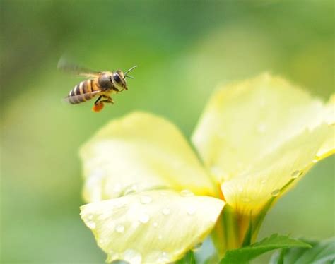 The Pollen Carrier | Abdul Rahman | Flickr