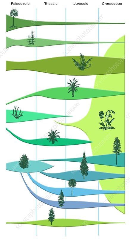 Plant evolution, diagram - Stock Image - C002/9466 - Science Photo Library