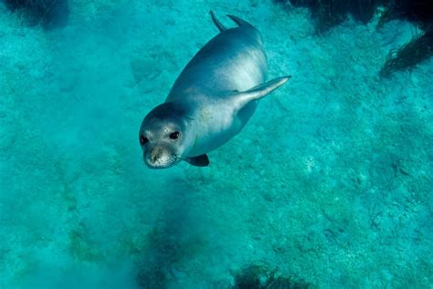 Creating an alternative habitat for the Mediterranean monk seal