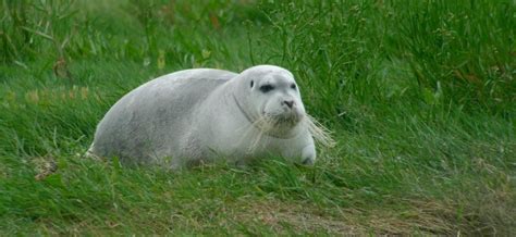 Arctic interloper stuns Irish wildlife enthusiasts | Ireland's Wildlife