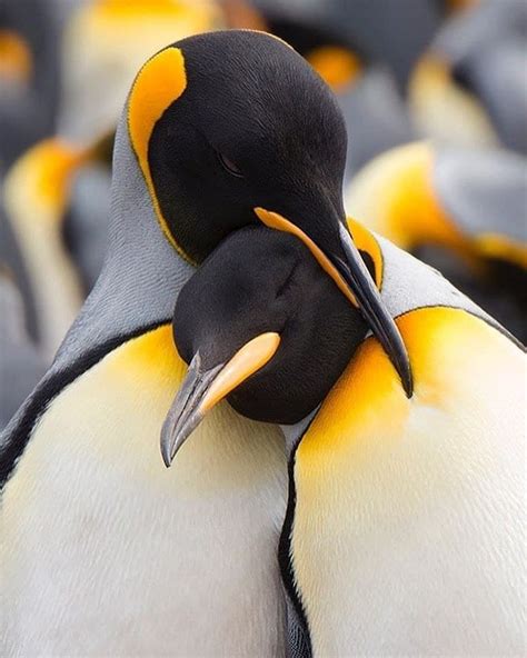 Baby Penguins Cuddling