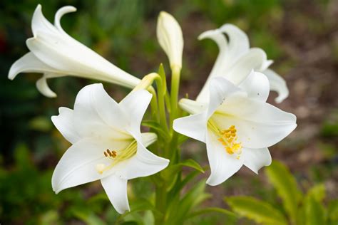 Types Of White Lilies - Design Talk