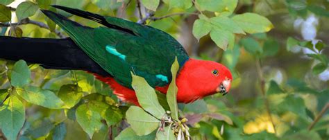 Why are Tropical Birds so Colorful? - Peggy Notebaert Nature Museum