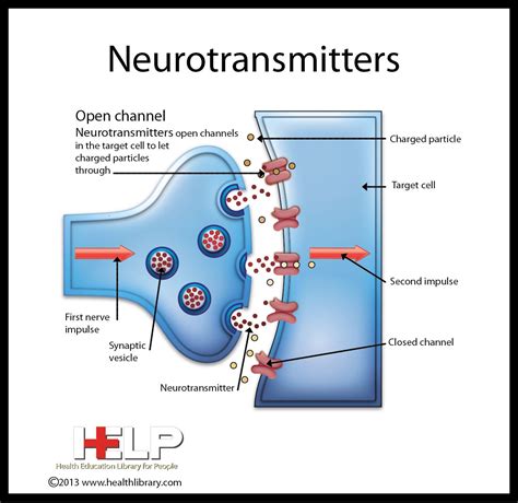 Neurotransmitters | Medical anatomy, Medical science, Physiology