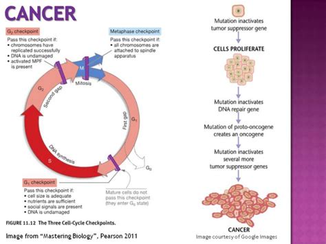 cancer is a result of a disruption in the normal cell cycle normal human cells go through a ...