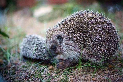 Hedgehog Breeding And Reproduction: How To Breed Them