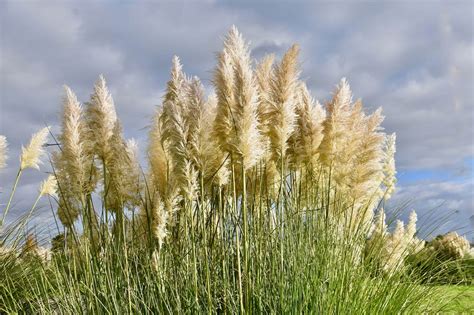 Cut back pampas grass: Tips for pruning - live-native.com