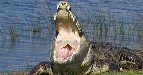 Wildlife Photographer Finds 'Croczilla,' Largest Croc in the Florida ...