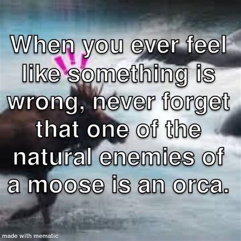 moose meme : r/memes