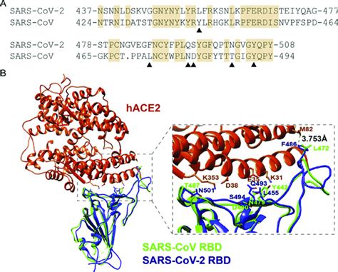 The RBM region of S proteins from SARS-CoV-2 and SARS-CoV alignment.... | Download Scientific ...