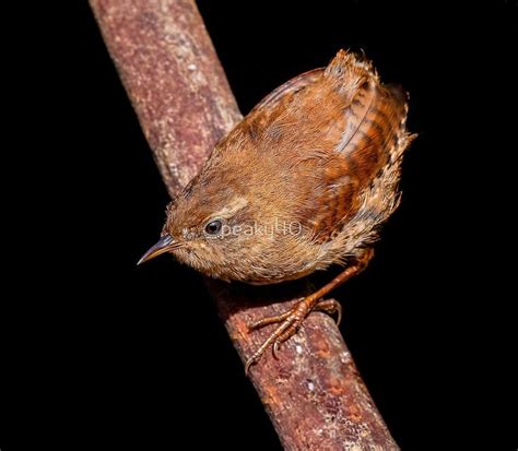 The Tiny Wren by peaky40 | Bird photography, Wren, Tiny