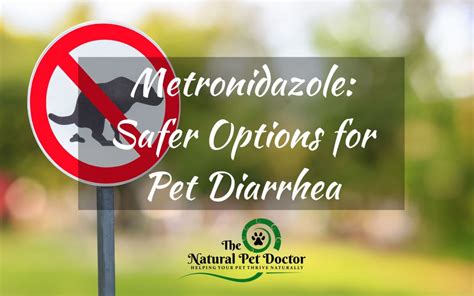 Metronidazole for Dogs & Cats: Exploring Natural Alternatives and Safer Options for Diarrhea ...