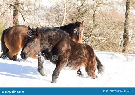 Horses running in the snow stock image. Image of horse - 48523237