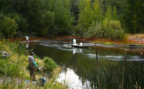 WRV Invasive Species - Wood River Valley Wildlife Smart Communities