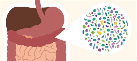 Introducing the Human Gut Microbiome Animation - Canadian Digestive Health Foundation