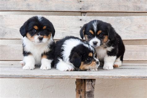 Corgipoo - Adorable Puppies - Oswald Vineyard