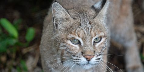 Bobcat | Smithsonian's National Zoo