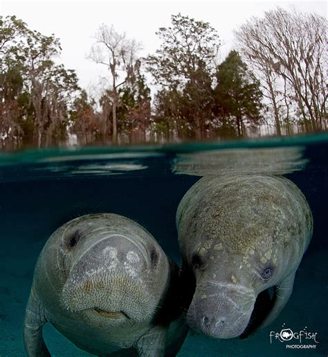 Image 2 - Manatees, Crystal River, Florida - Scubaverse