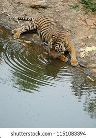 Tiger Drinking Water River Stock Photo 1151083394 | Shutterstock