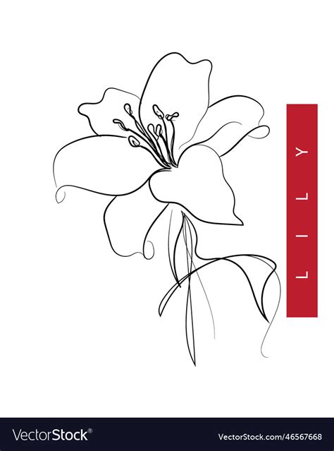 Flower of lily Royalty Free Vector Image - VectorStock