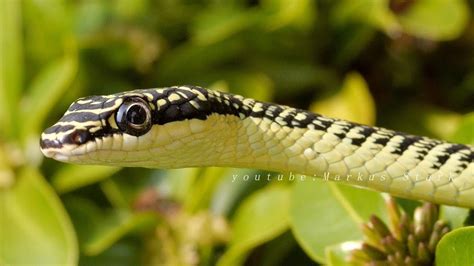 Golden tree snake, Flying snake, Schmuckbaumnatter, (Chrysopelea ornata), งูเขียวพระอินทร์ - YouTube