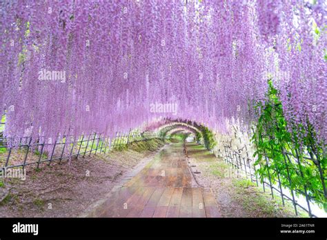 Wisteria Tunnel at Kawachi Fuji Garden Stock Photo - Alamy